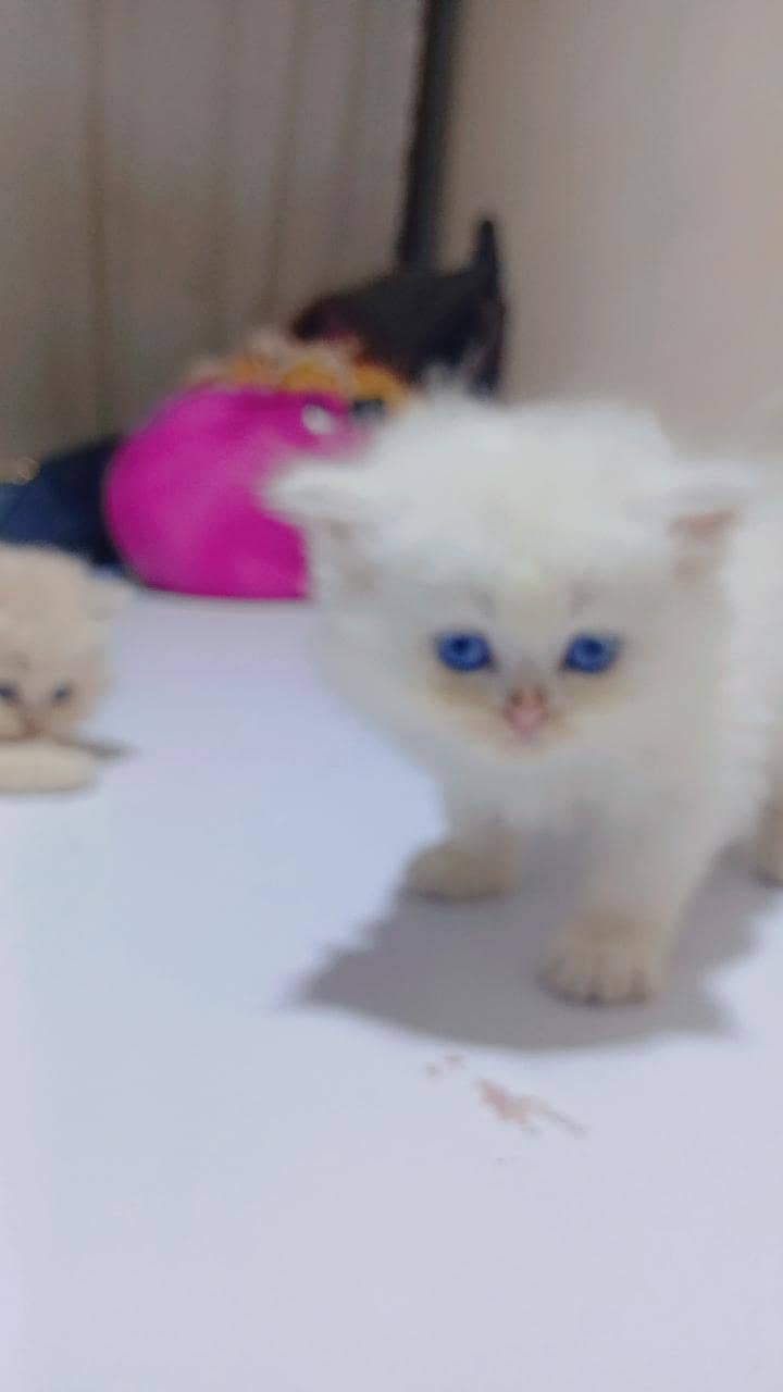 Kittens 5
