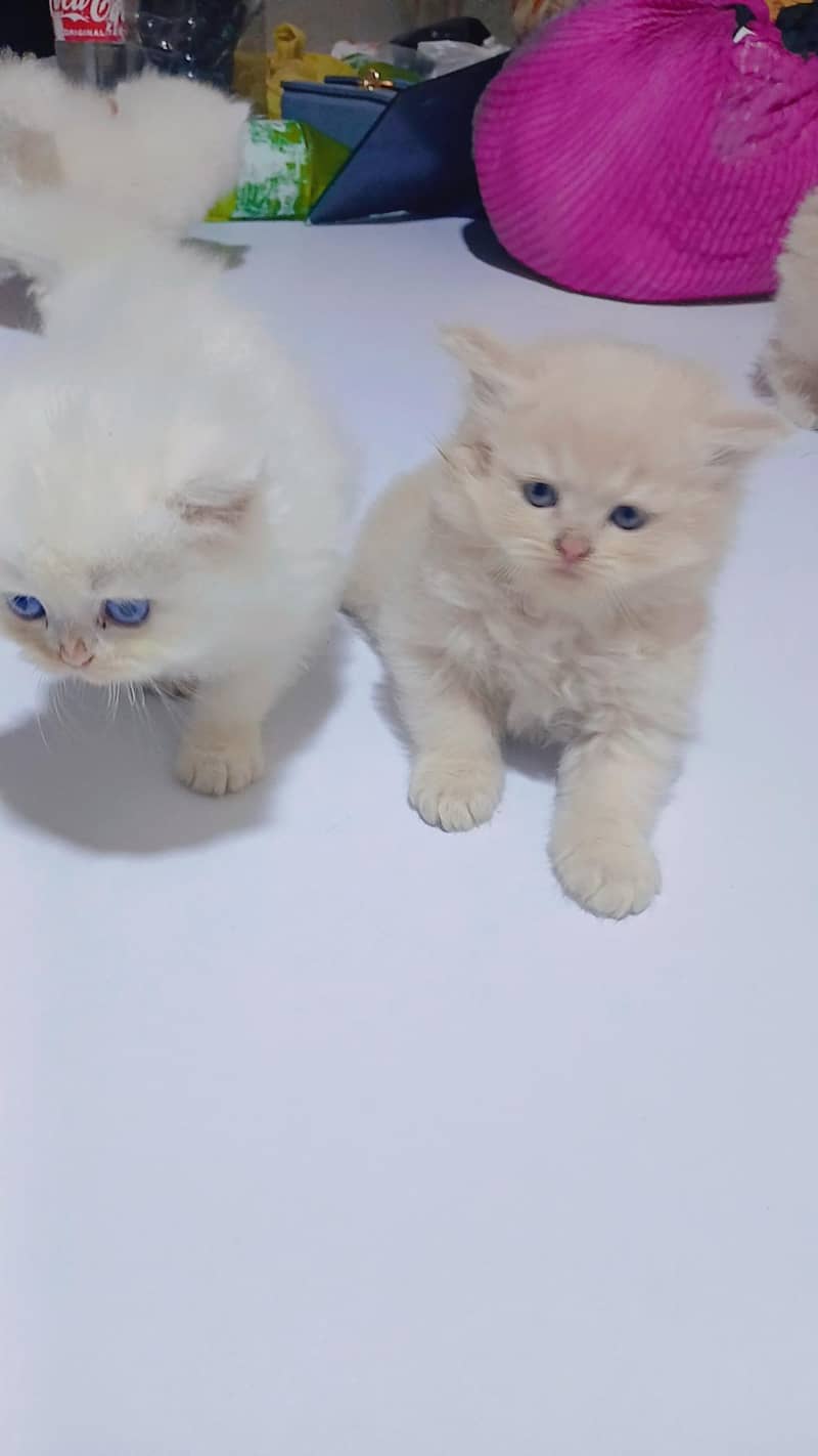 Kittens 6