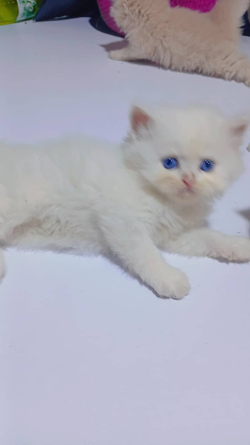 Kittens 7