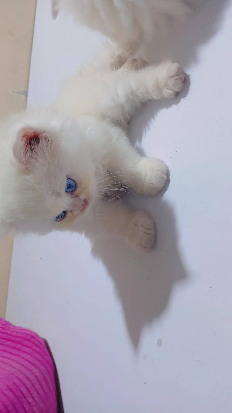 Kittens 8