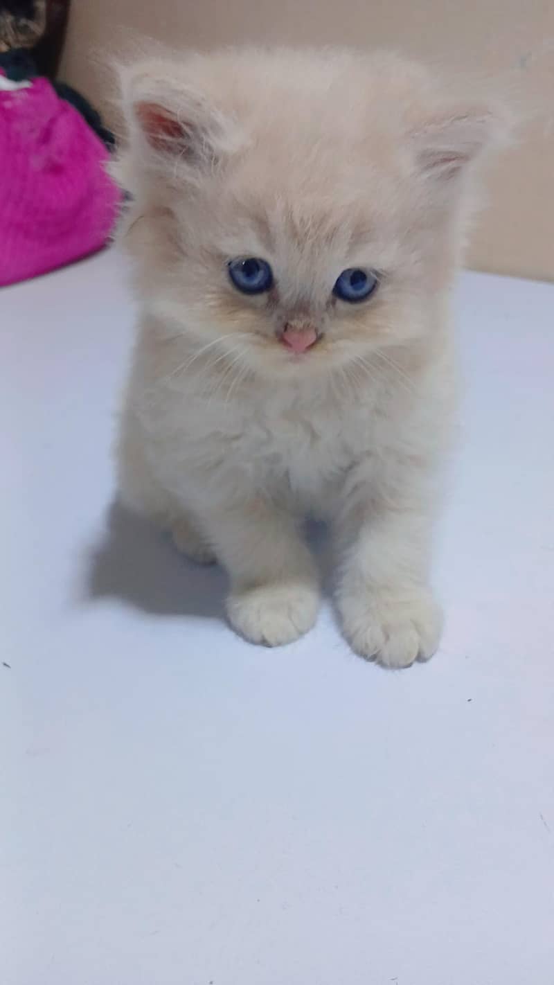 Kittens 9