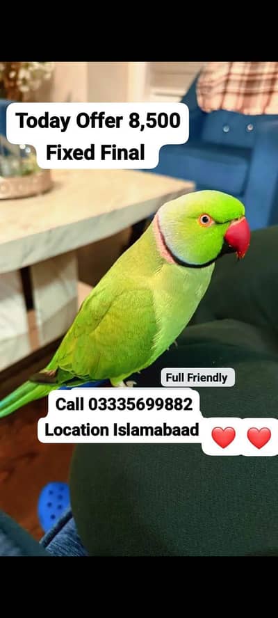 Fixed 8,500 Hand Tamed Friendly Green Ring Neck Male Parrot