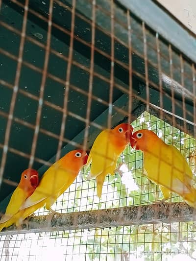 Lutino personata big breeder 2 pair