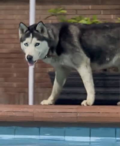 Siberian husky female available