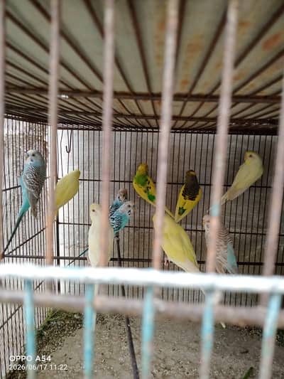 Red eye and normal budgie