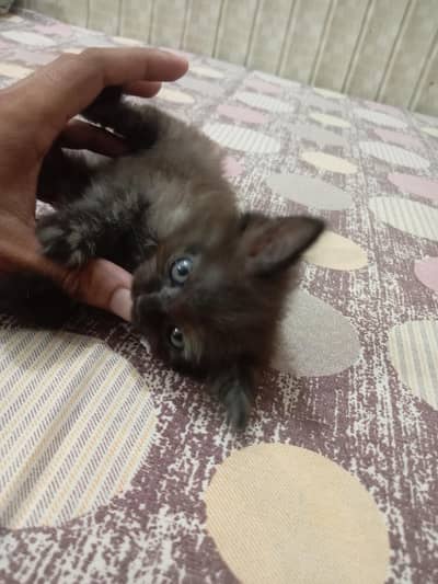 Persian kitten for sale