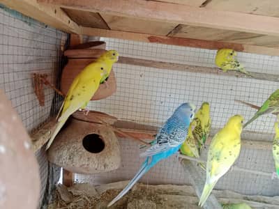 breeders budgies for sale