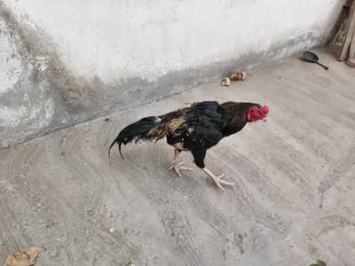 shahdra Lahore
