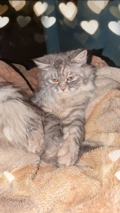Persian cat for sale
