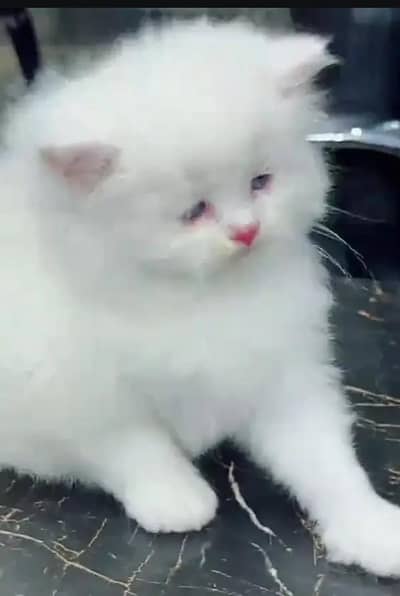 (Persian female kitten) (for sale all) (Pakistan delivery available)