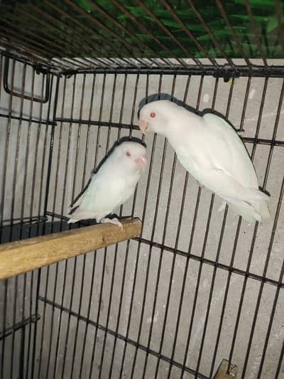 albino Red to red pair