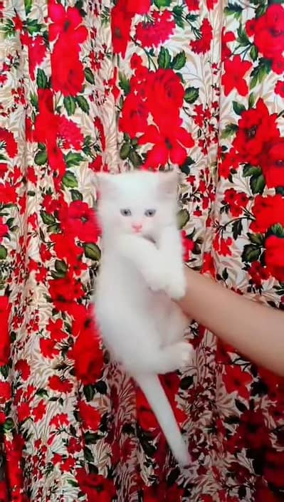 Persian kitten Sale (Excellent Features, Active Kicks & Thick Legs)