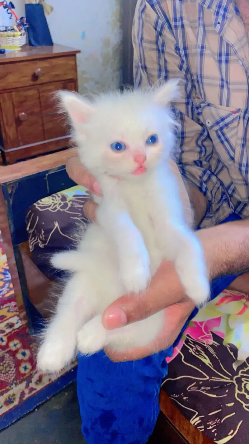 Parsian cat kiiten 3riple coated available