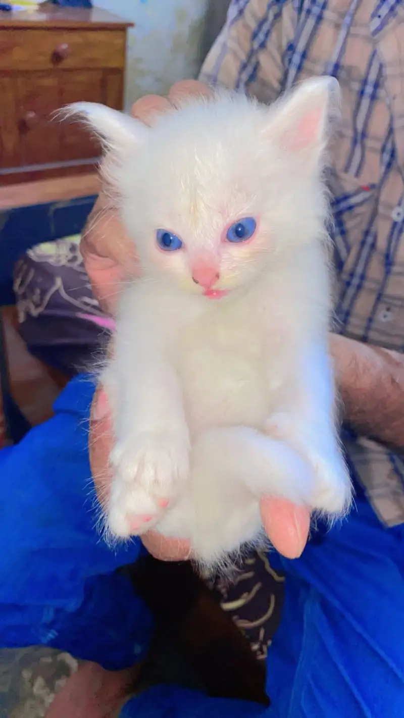 Parsian cat kiiten 3riple coated available — photo 2