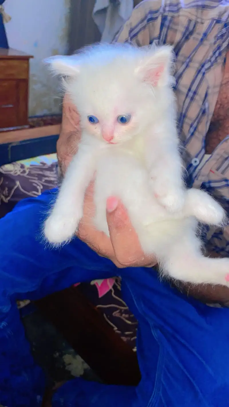 Parsian cat kiiten 3riple coated available — photo 3