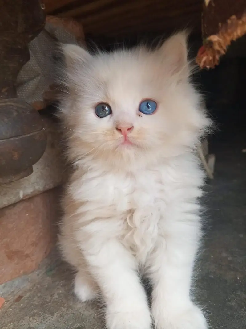 Parsian cat kiiten 3riple coated available — photo 4
