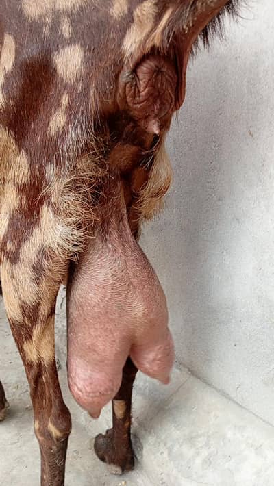 Goat Milk 2 Kg /Femail 030140116270