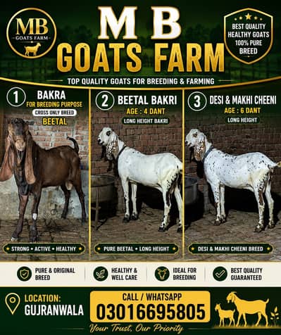 bakra | bakri | goat| nagra |beetal | desi bakri | mundra |Teedy bakri