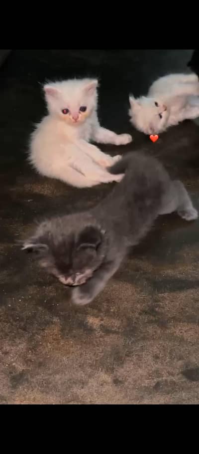 Kitten For Sale