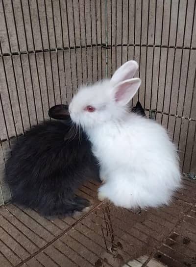 teddy bear bunny for sale
