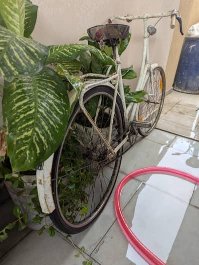 imported Japanese cycle