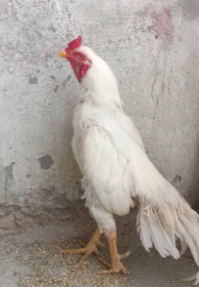 hera male