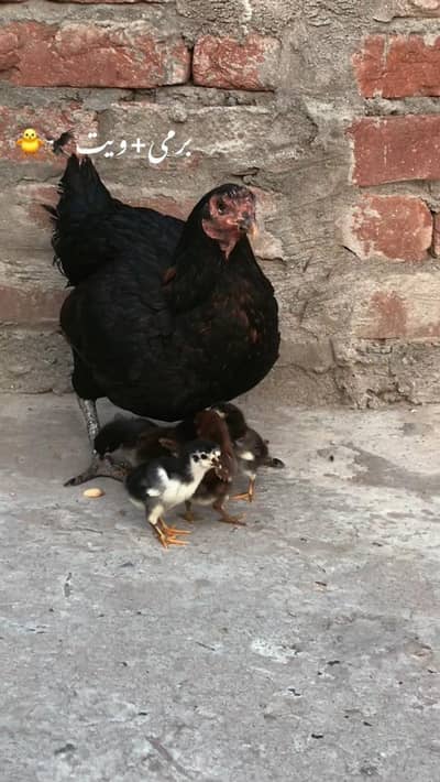 burmi + vait murgi and chicks available