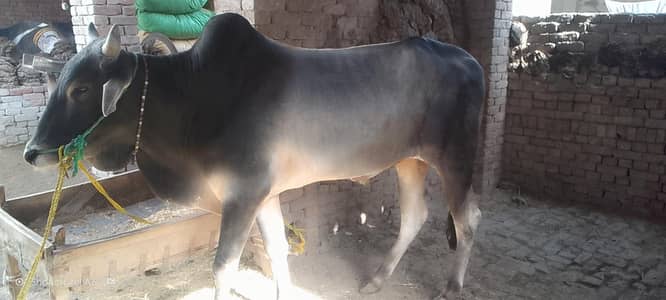 دانت چوگا ہے or داجلی نسل کا ہے