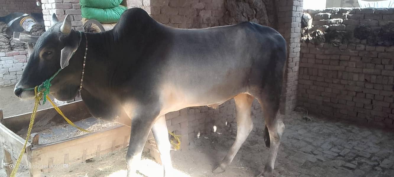 دانت چوگا ہے or داجلی نسل کا ہے 0