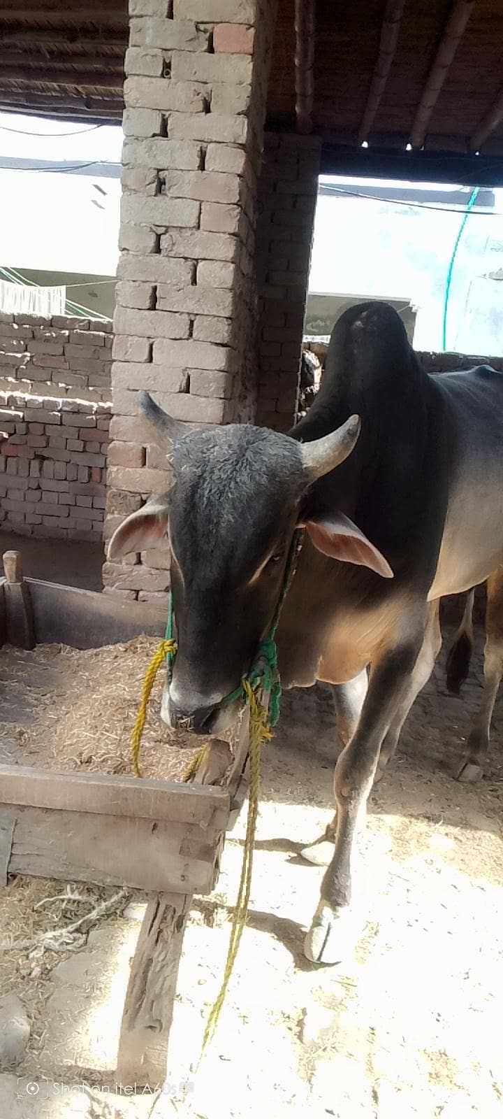 دانت چوگا ہے or داجلی نسل کا ہے 3