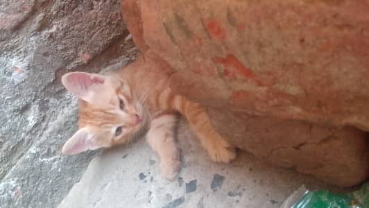 kitten for sale
