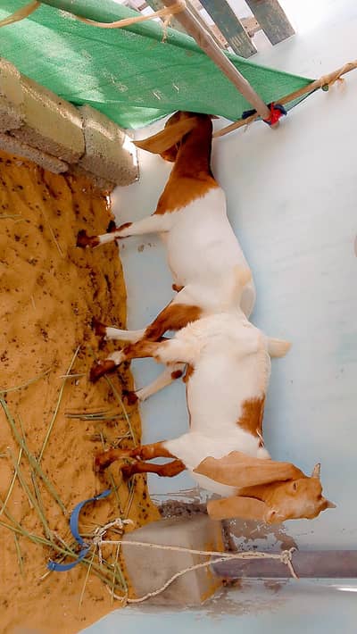 pur kamori pair male