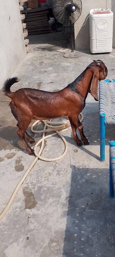 Bakra for sale 03111401795