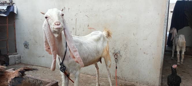 Gulabi Bakri