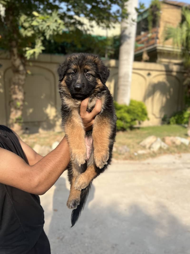 German Shepherd 0