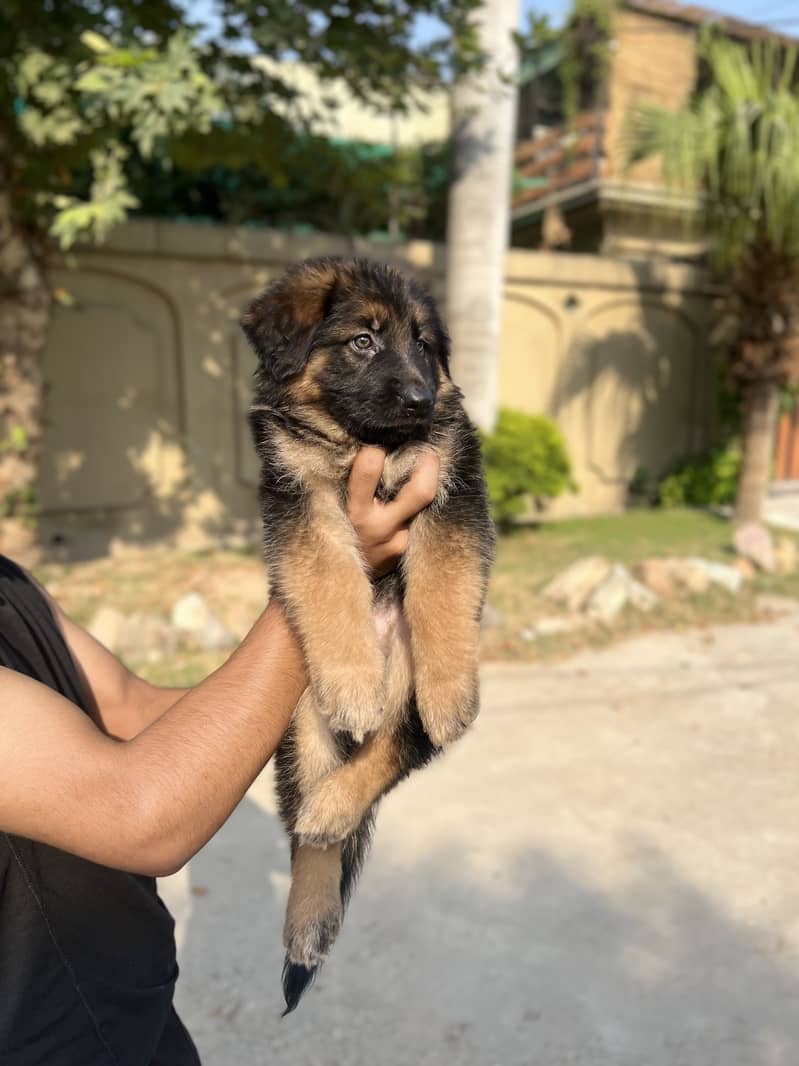 German Shepherd 1