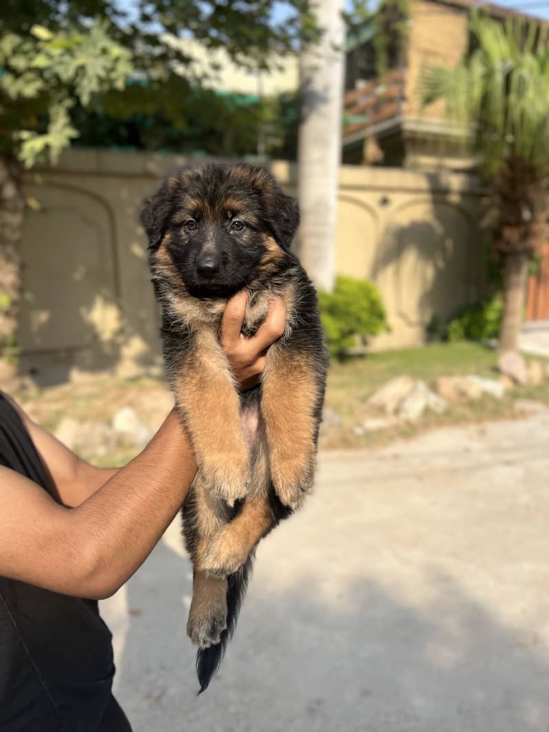German Shepherd 2