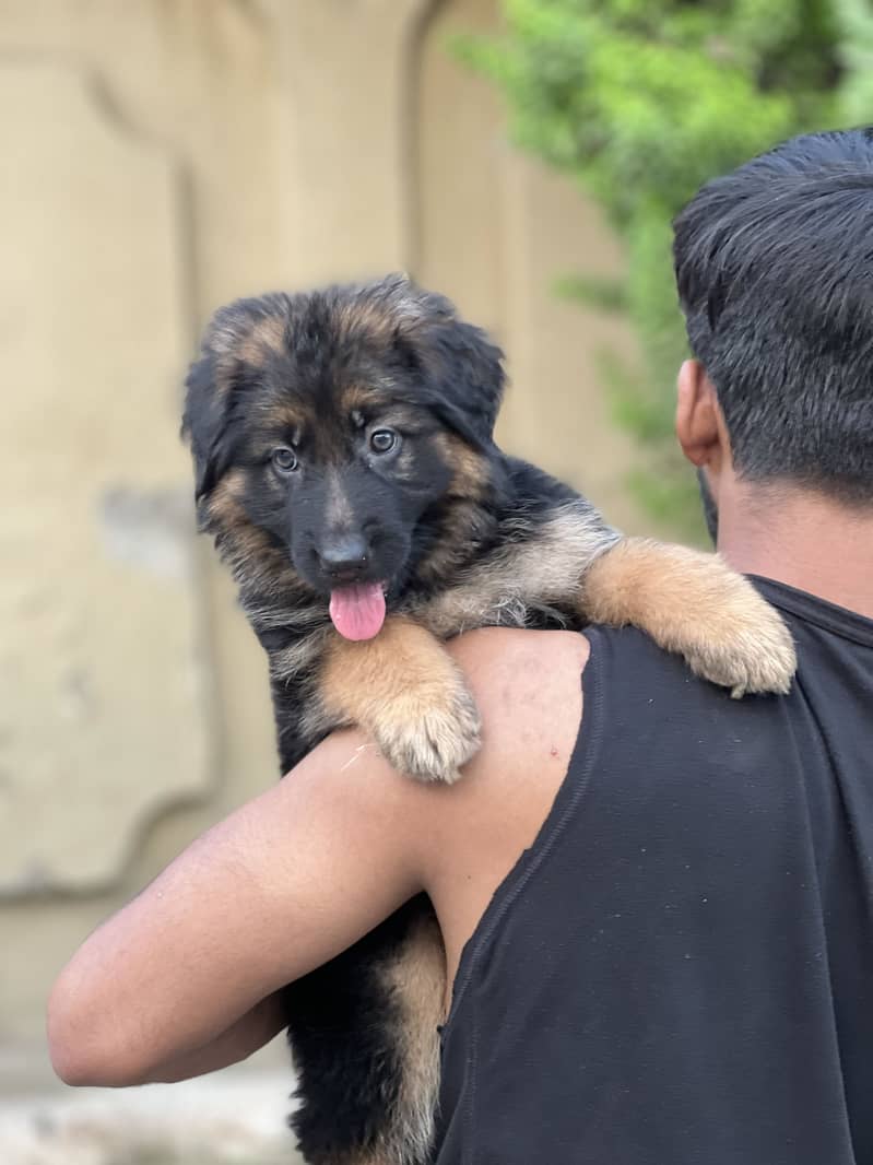 German Shepherd 3
