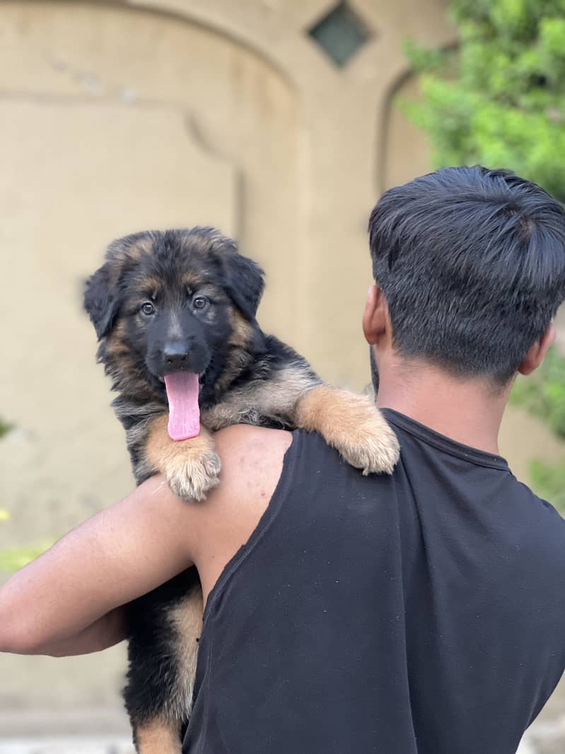 German Shepherd 4