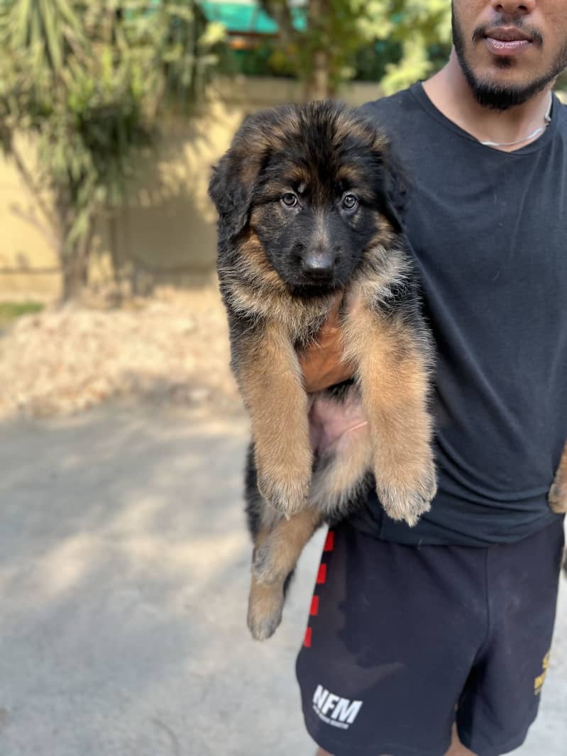 German Shepherd 5