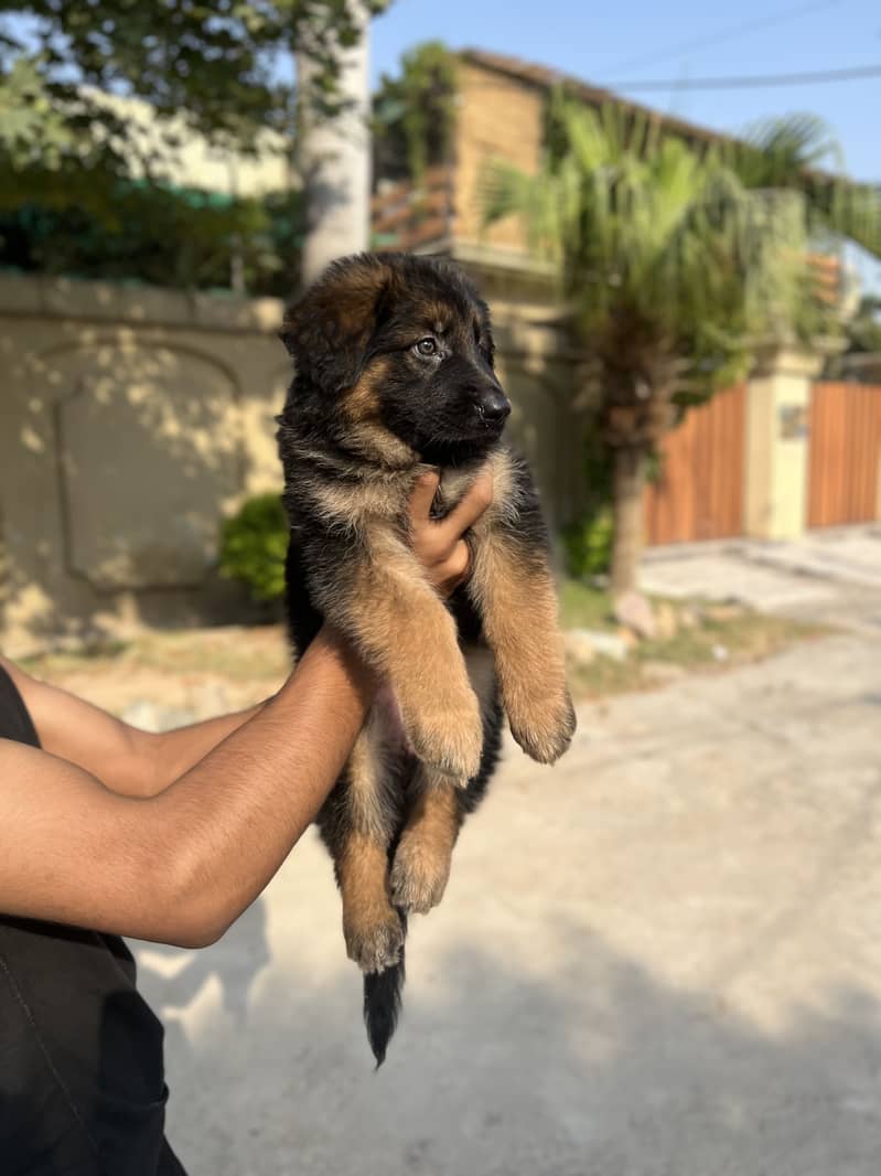 German Shepherd 6