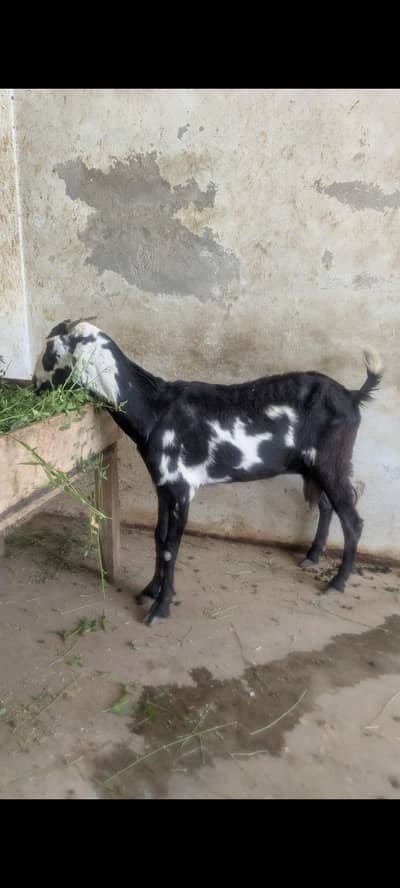 dogli bekri