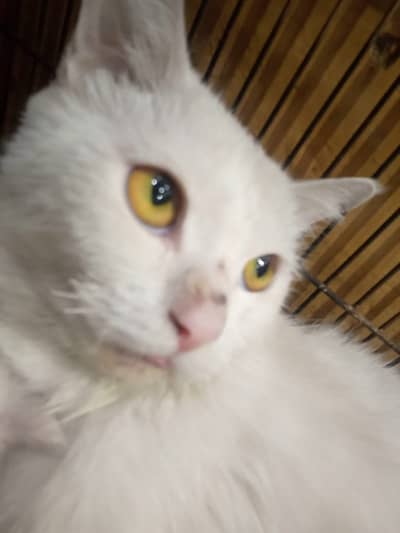 persian kittens | triple coated doll face | fluffy heavy fur |Adorable