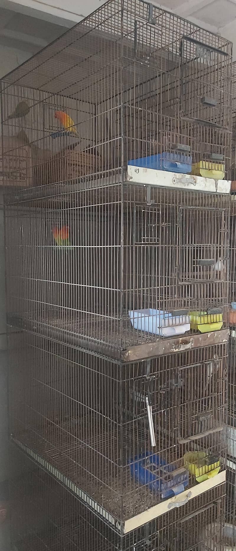 cages 1