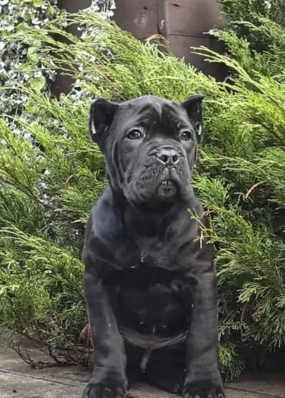 IMPORTED CANE CORSO PUPPY HIGH QUALITY  AVAILABLE