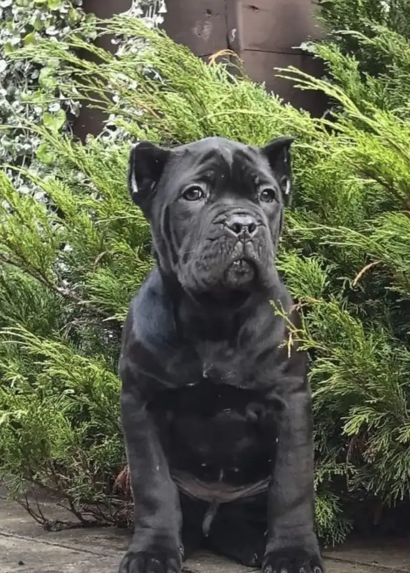 IMPORTED CANE CORSO PUPPY HIGH QUALITY  AVAILABLE
