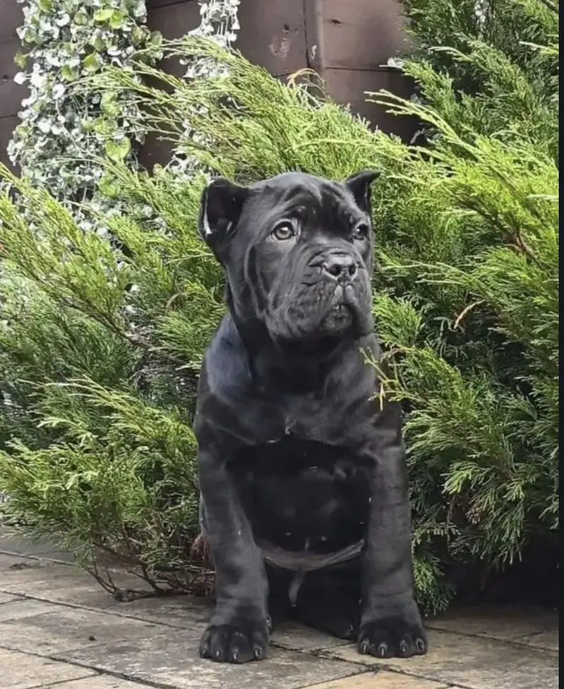 IMPORTED CANE CORSO PUPPY HIGH QUALITY  AVAILABLE — photo 3