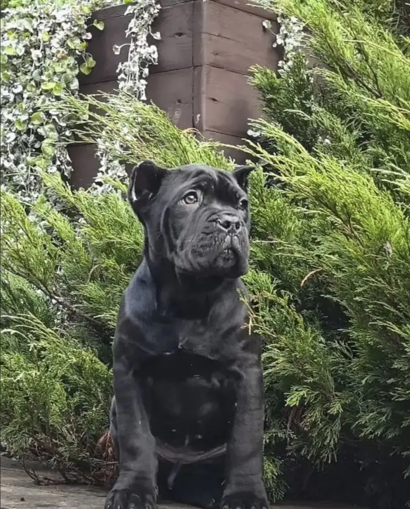 IMPORTED CANE CORSO PUPPY HIGH QUALITY  AVAILABLE — photo 4