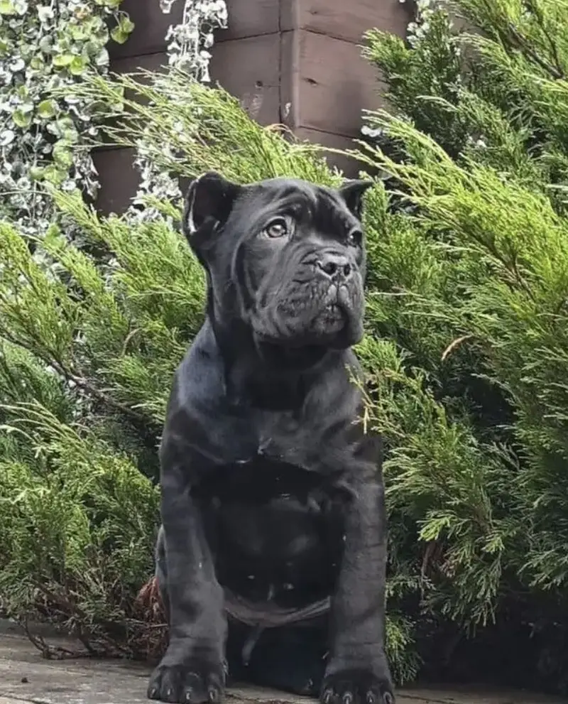 IMPORTED CANE CORSO PUPPY HIGH QUALITY  AVAILABLE — photo 5