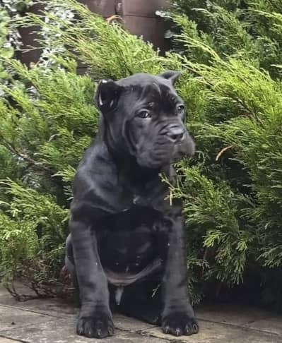 IMPORTED CANE CORSO PUPPY HIGH QUALITY  AVAILABLE